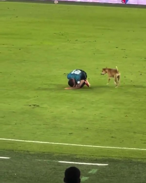 活久见！小狗效法受伤倒地的球员，被球迷戏称为“新内马尔”
